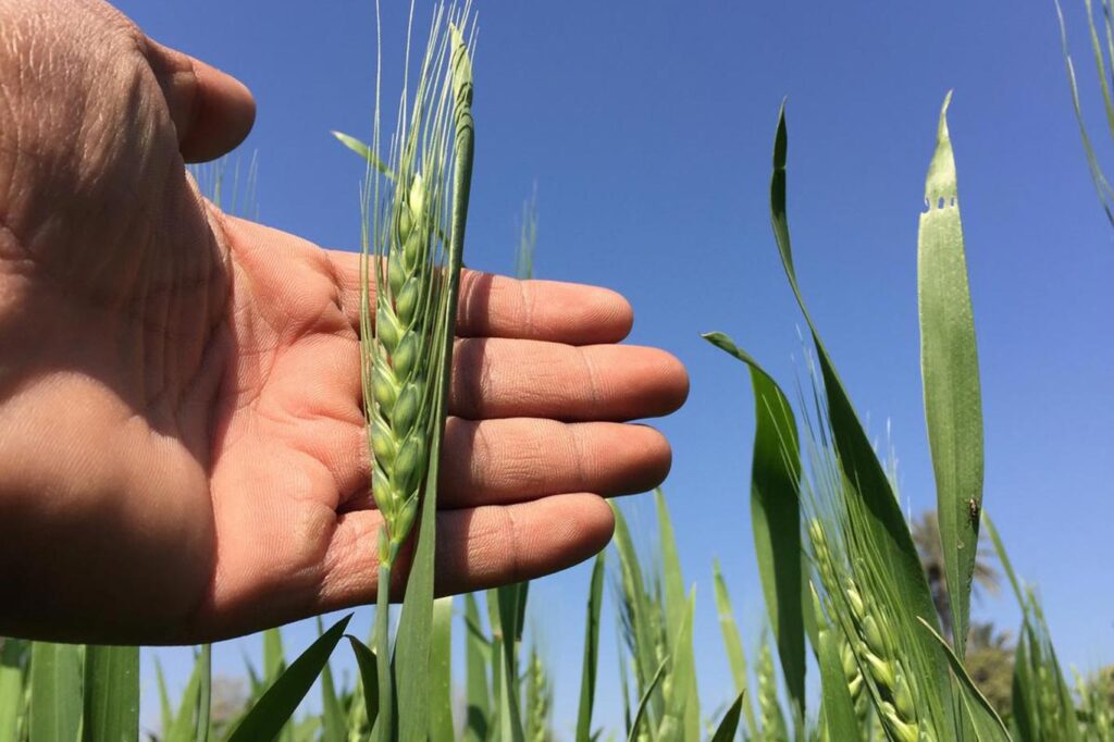 Tritordeum